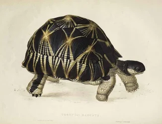 Radiated Tortoise
